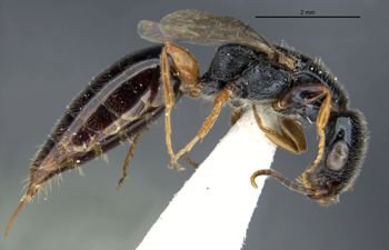 Media type: image;   Entomology 30940 Aspect: habitus lateral view